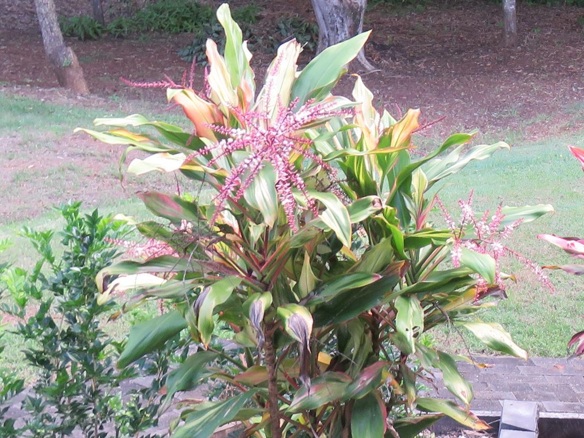 Keillor Lodge Maleny Luaran gambar